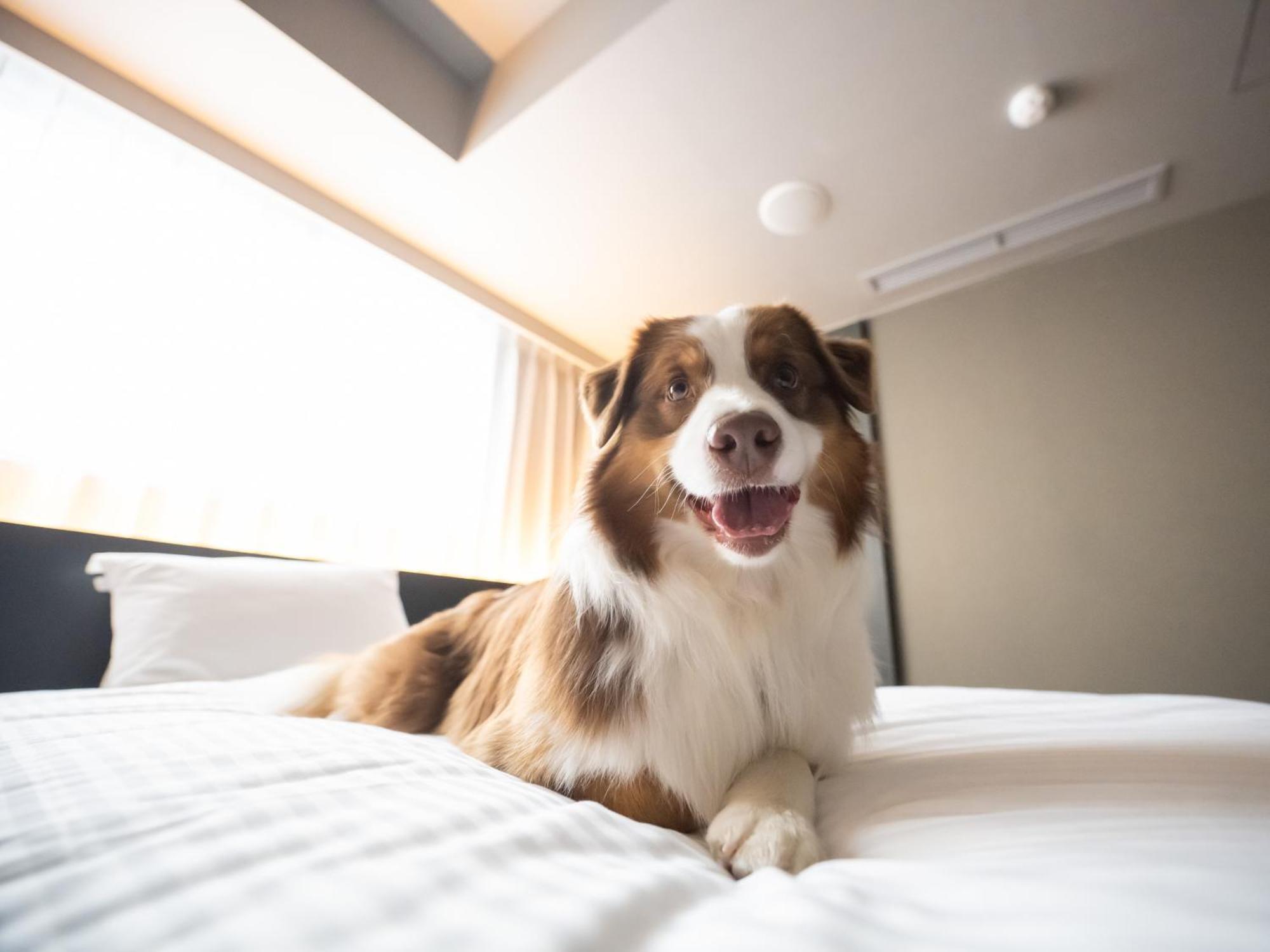 Hotel Anddoggy Kyoto Nijo Екстериор снимка